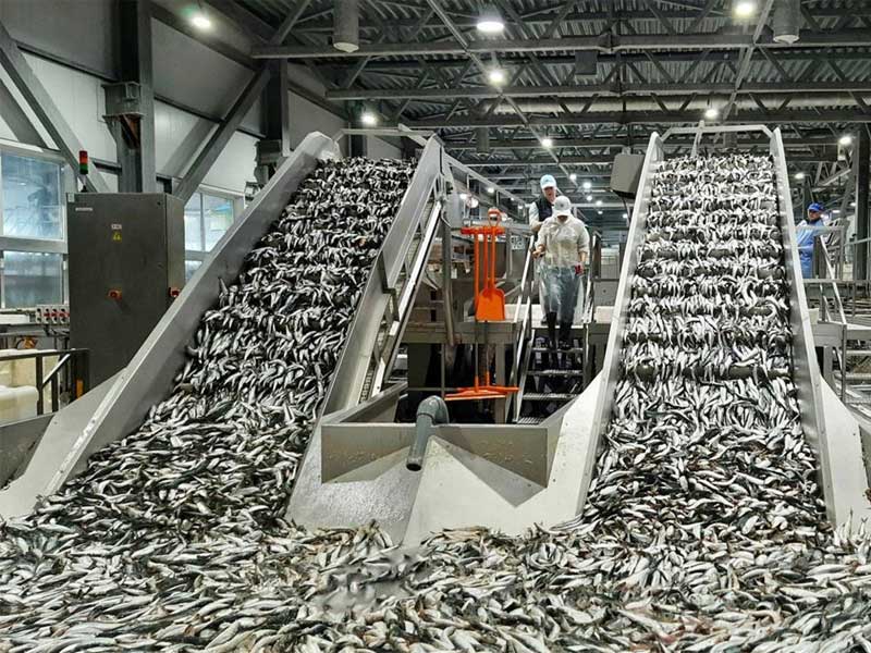 Cold Room for Fish Processing Plants