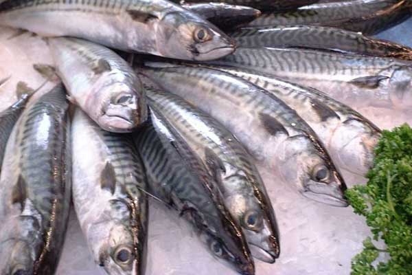 Mackerel