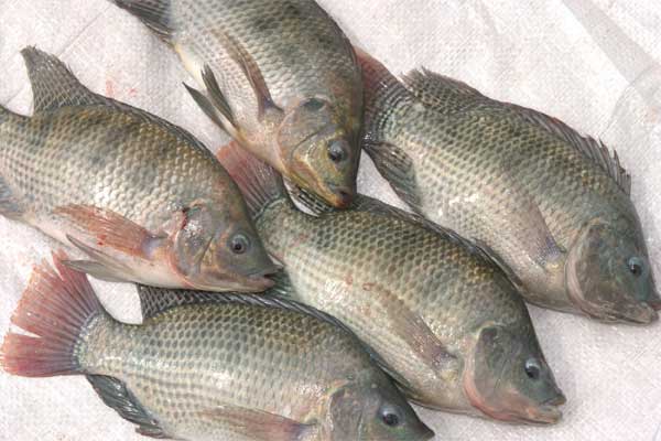 Tilapia